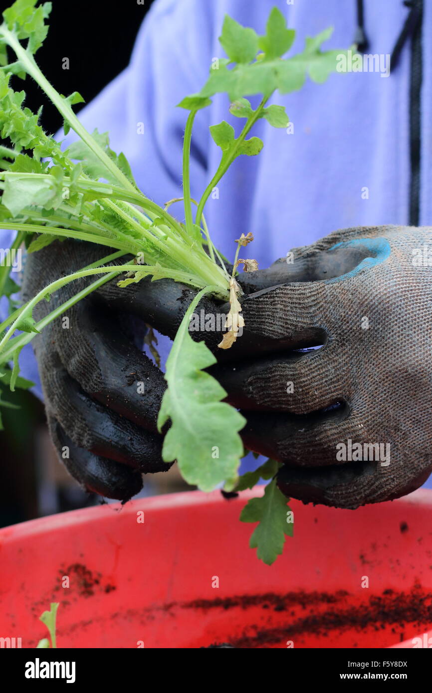 Adult male hand holding Flanders Poppy seedlings before transferring them in the ground Stock Photo