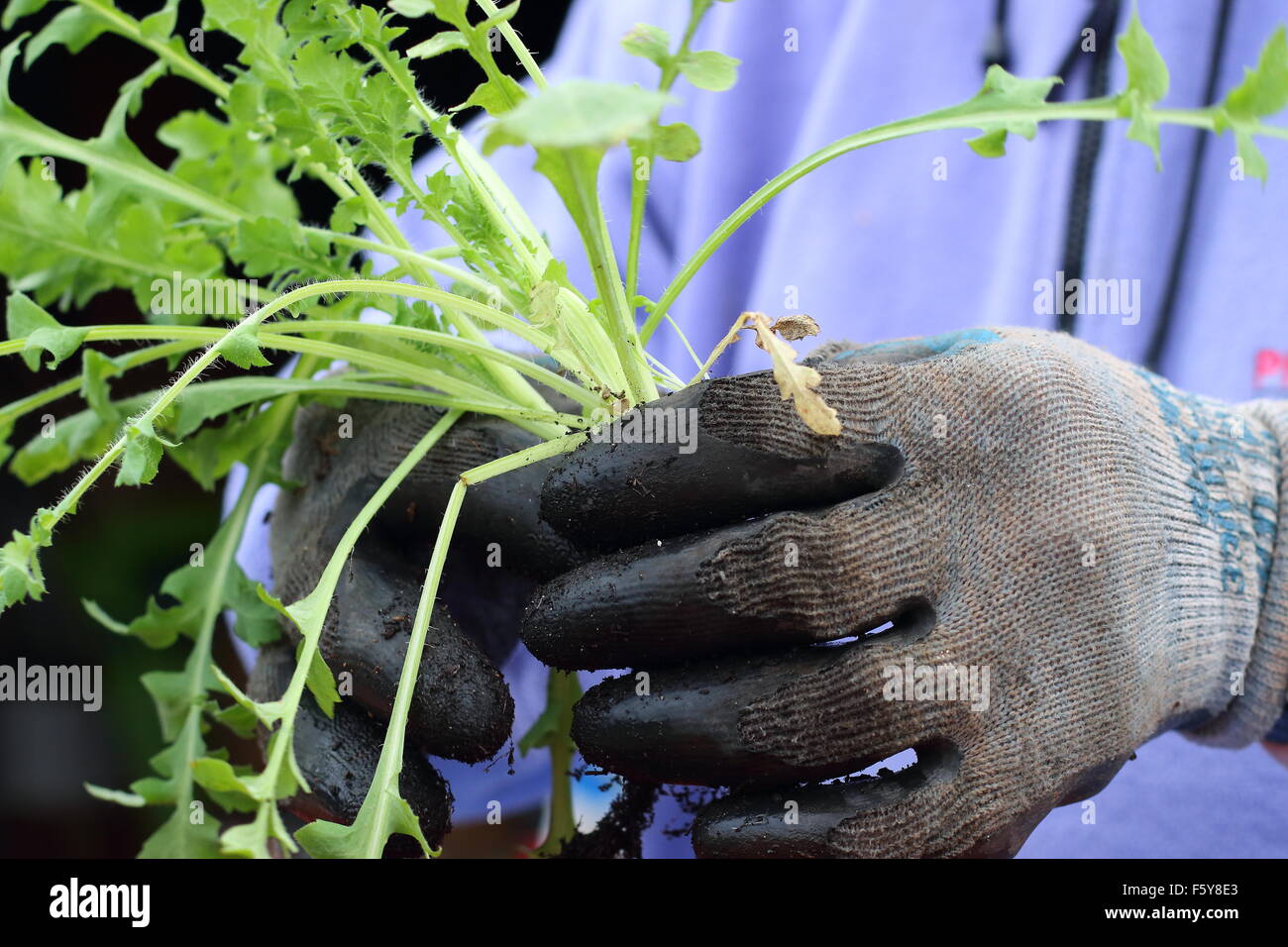 Adult male hand holding Flanders Poppy seedlings before transferring them in the ground Stock Photo