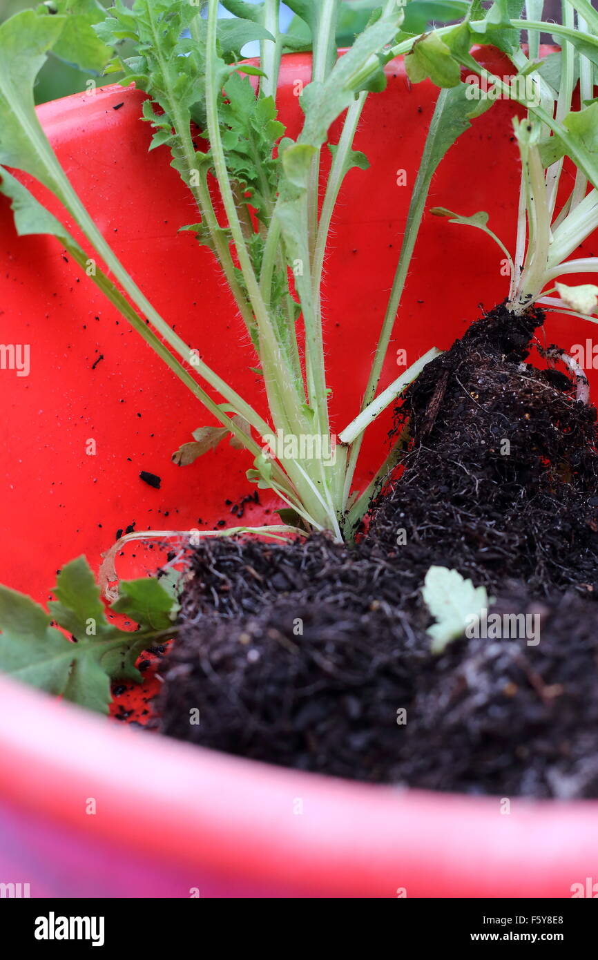 Poppy Flanders Red Seedlings Stock Photo - Alamy