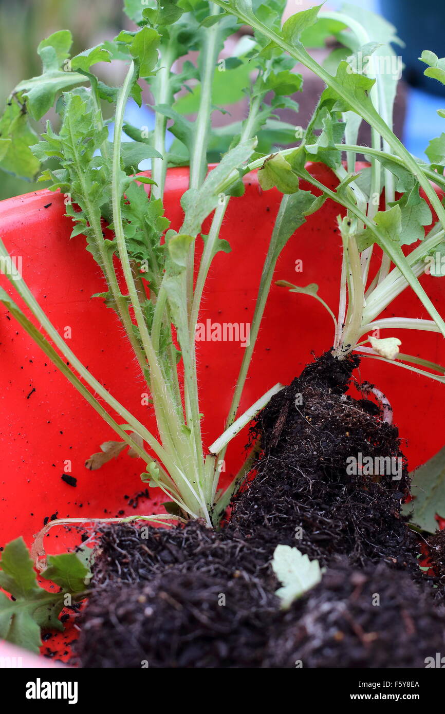 Poppy seedlings hires stock photography and images Alamy