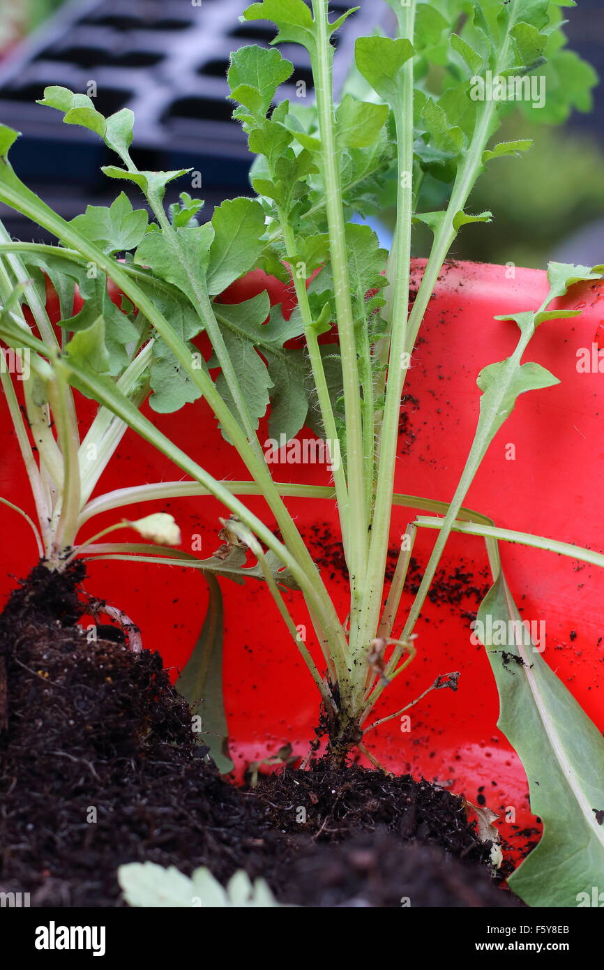 Potted red poppy seedlings hires stock photography and images Alamy
