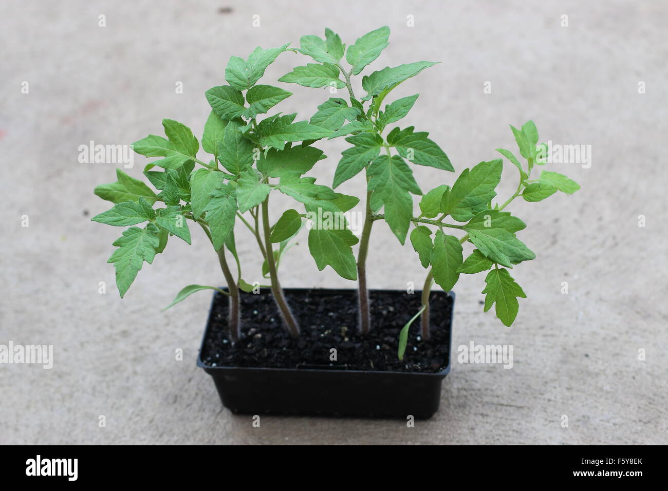 Tomato seedlings in a seed tray Stock Photo
