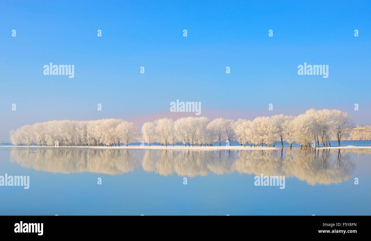 Reflexion of winter trees covered with frost Stock Photo