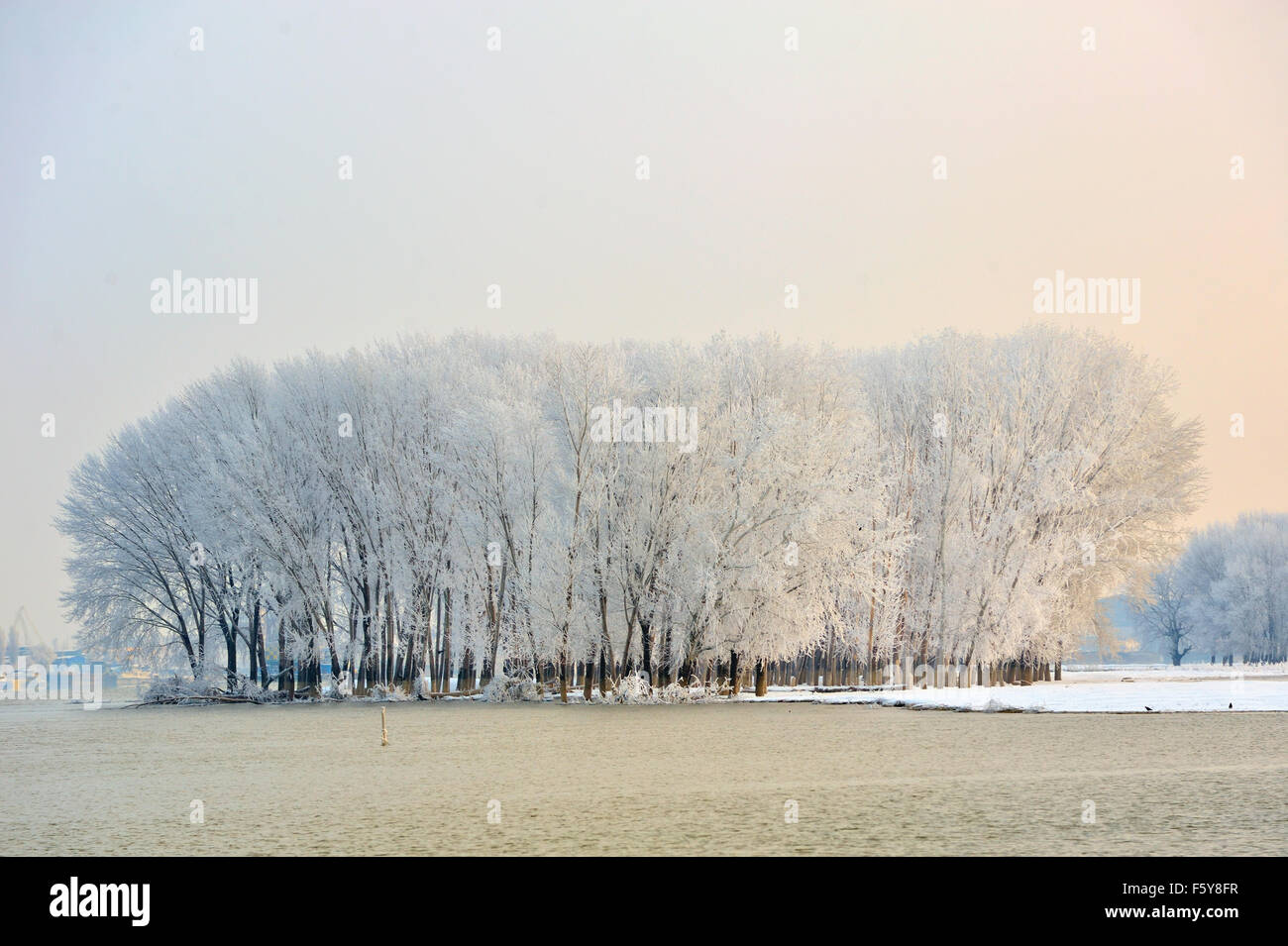 Frosty winter tree illuminated by the rising sun Stock Photo