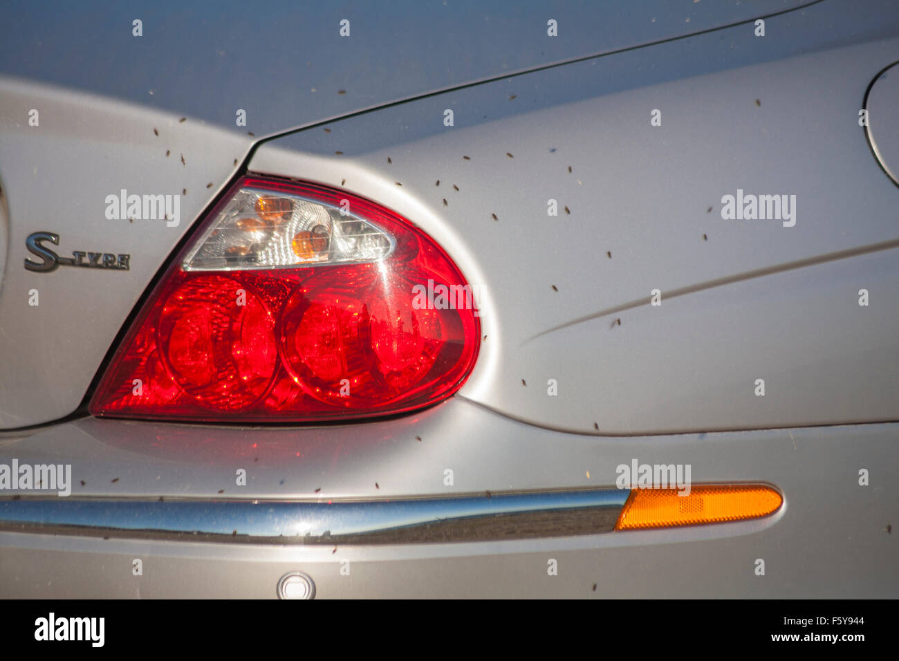 Car covered flies hires stock photography and images Alamy