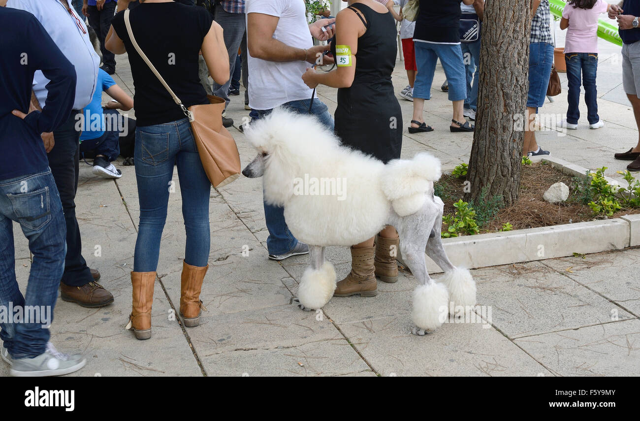 Standard Poodle with a designer trim Stock Photo Alamy