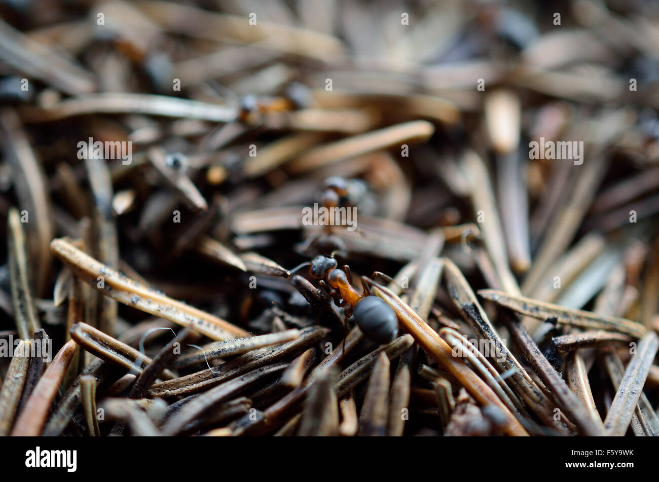 ants working together in ant hill macro photo Stock Photo