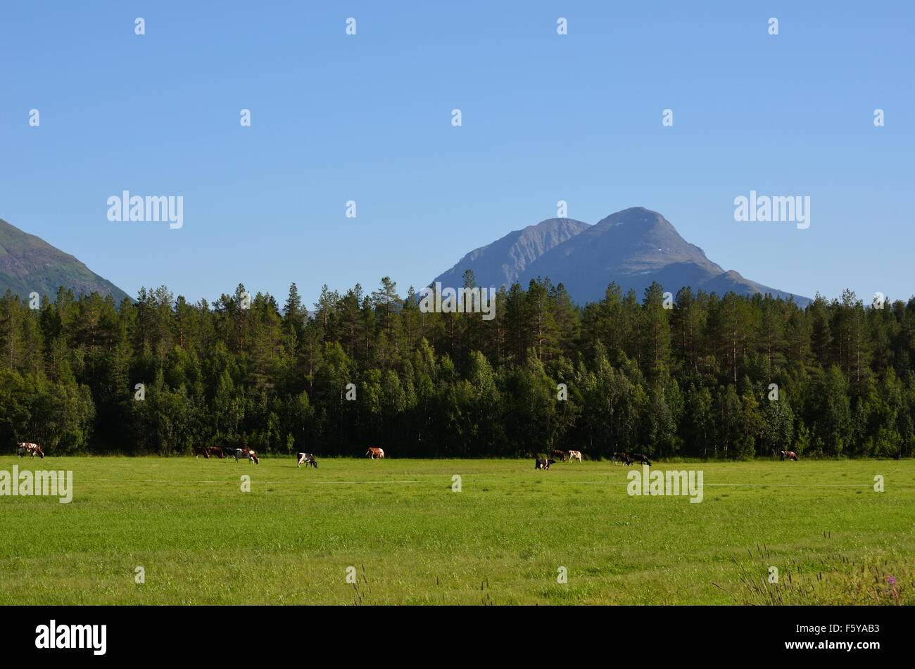 cows grazing on lush green summer pasture with mighty mountain ...