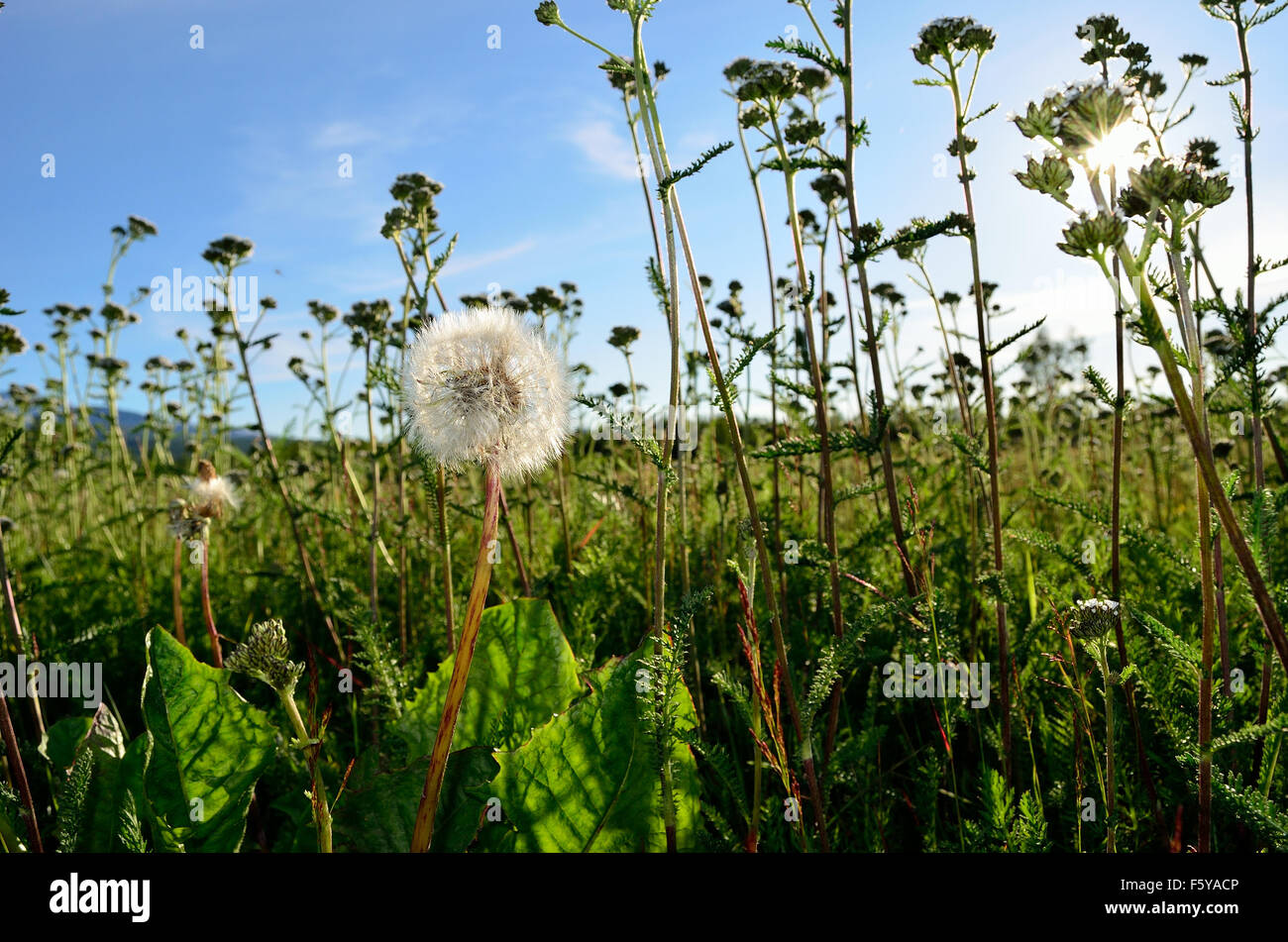 mature dandelion flower after blooming in summer field on sunny summer day macro photo Stock Photo