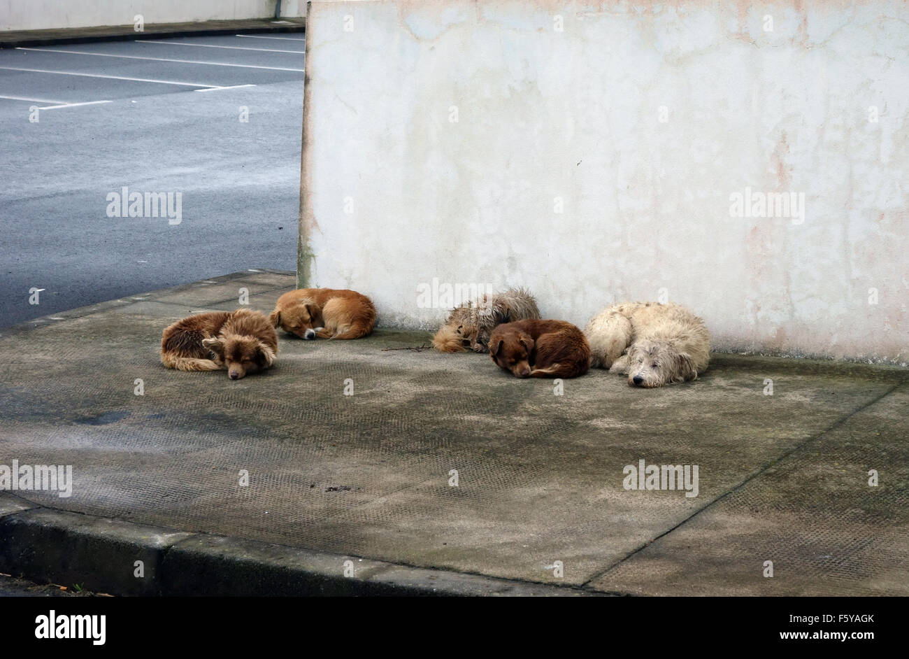 let sleeping dogs lie Stock Photo
