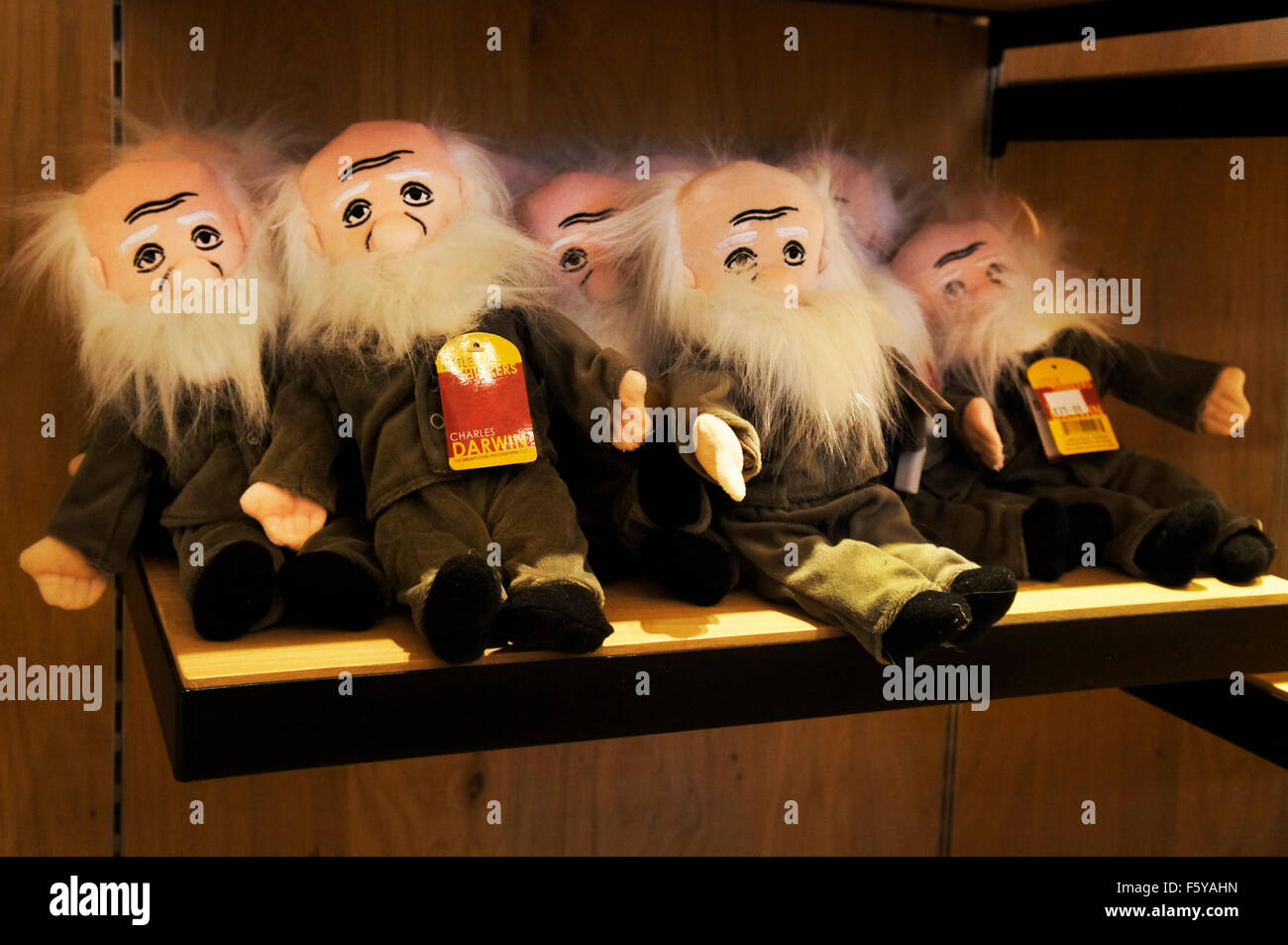 stuffed figure of Charles Darwin, toy Stock Photo Alamy