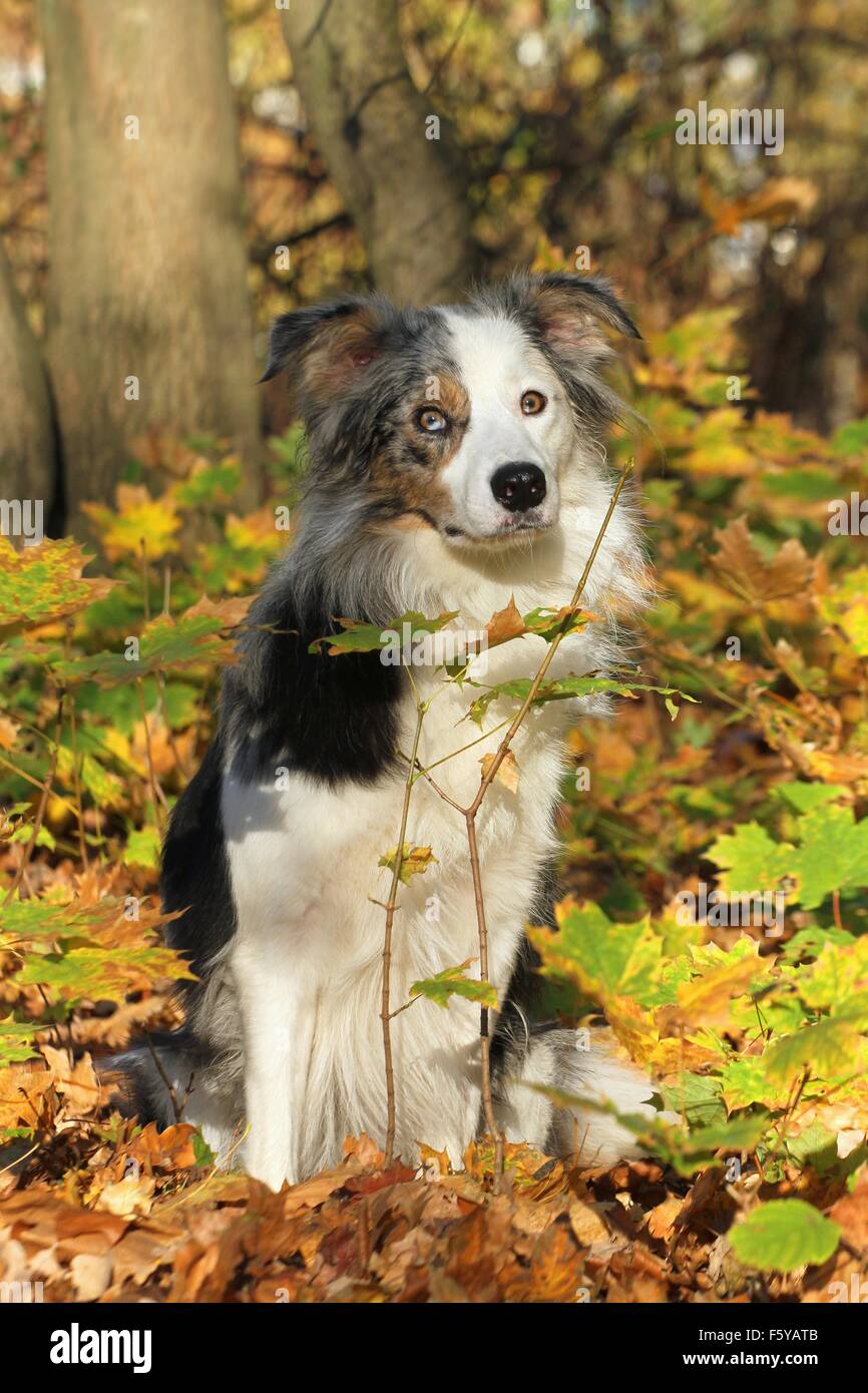 Collie Puppy Slate Merle Australian Shepherd Puppy Tri Merle Collie Tri  Color Blue Merle Aussie Tri, image size:866x1390