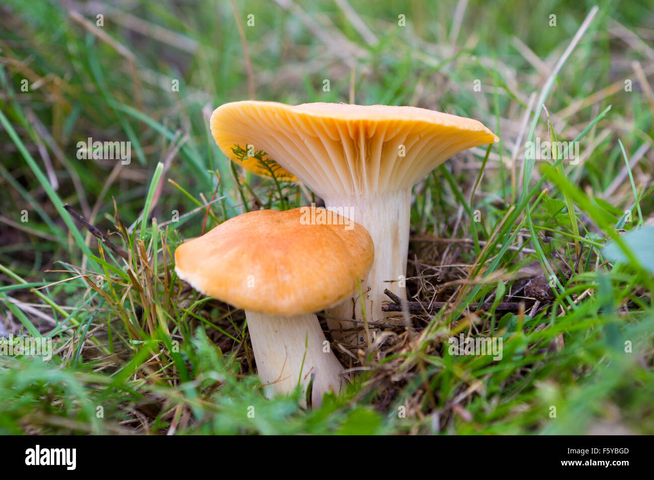 Two wild mushrooms Cuphopyllus pratensis in the grass Stock Photo