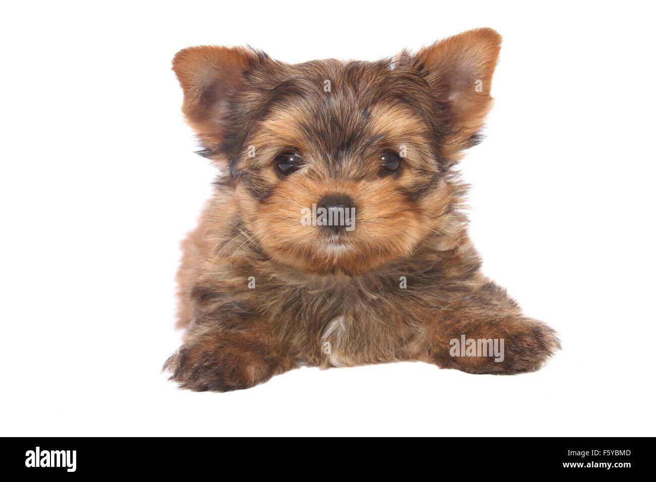Lying ocean pearl yorkshire terrier hi res stock photography and