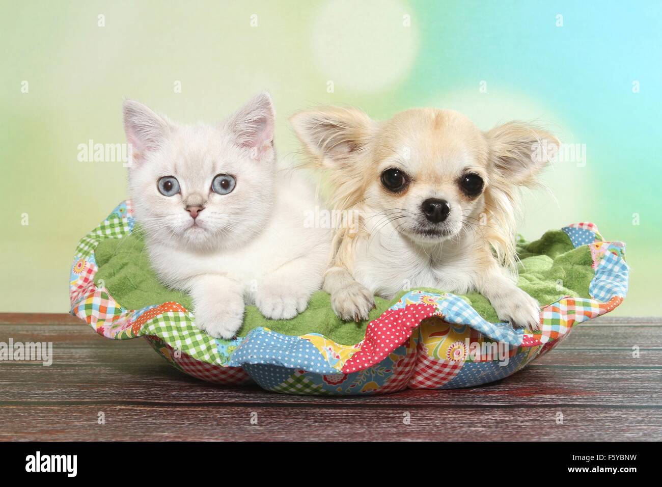 British Shorthair Kitten and Chihuahua Stock Photo