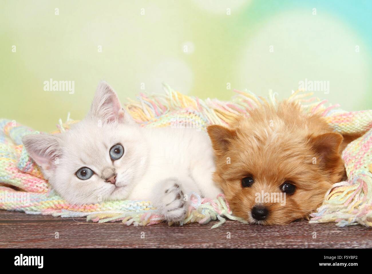 British Shorthair Kitten And Yorkshire Terrier Puppy Stock Photo