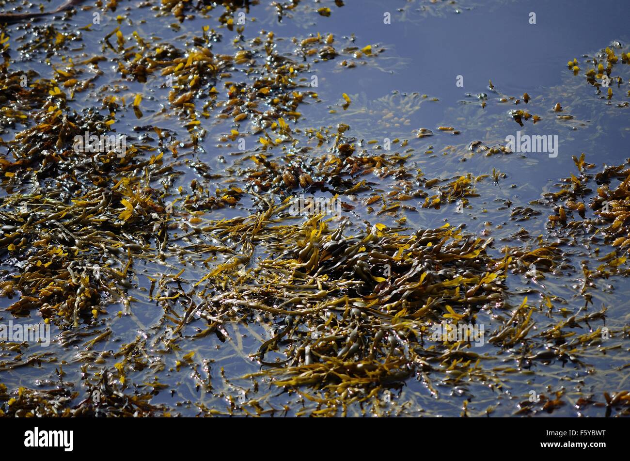 brown sea weed floating in water Stock Photo Alamy