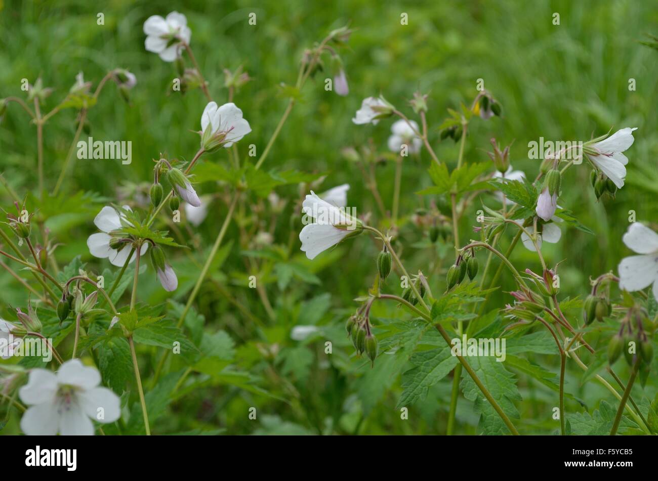 Small white wildflowers hi-res stock photography and images - Alamy
