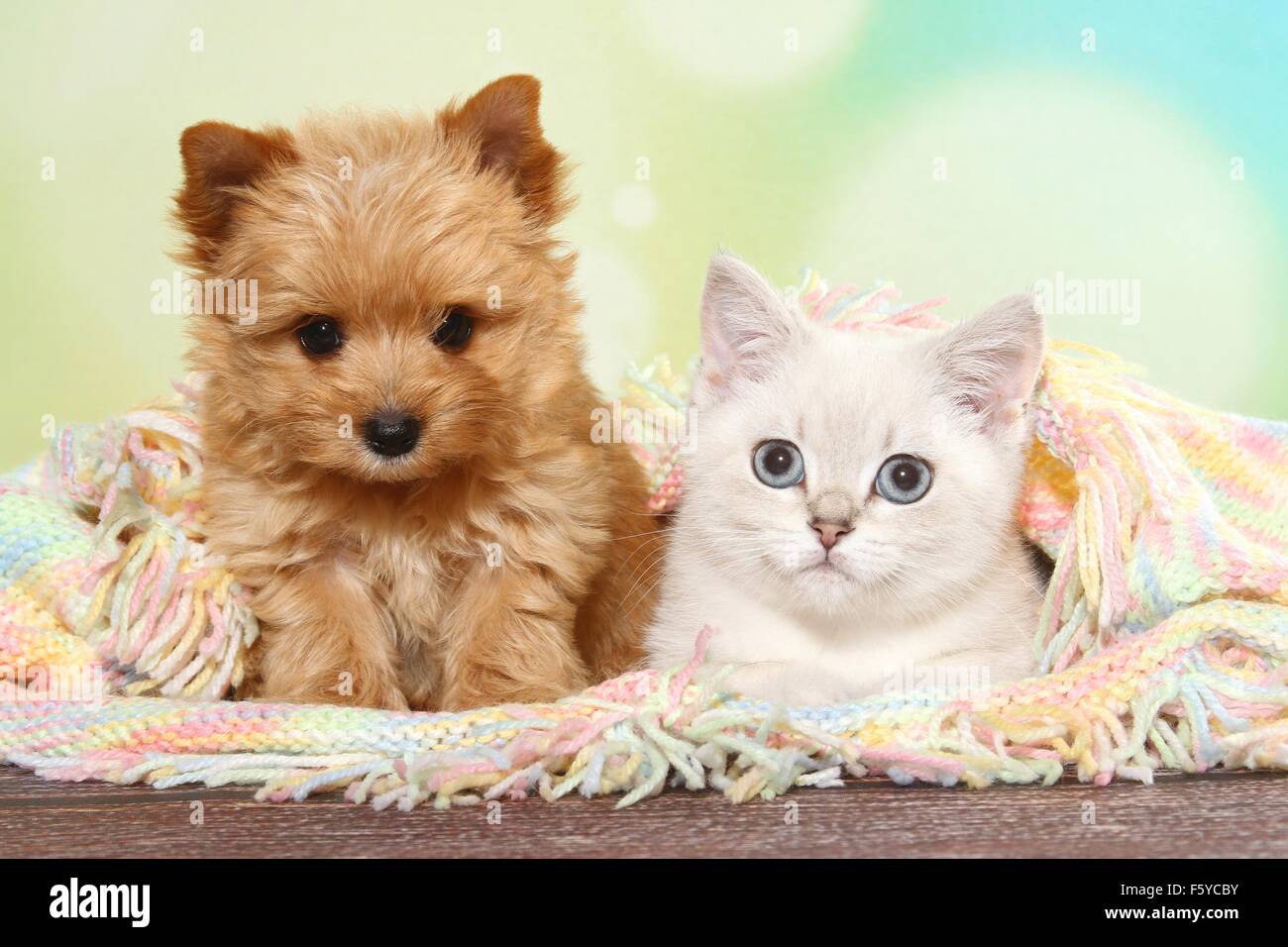 British Shorthair Kitten And Yorkshire Terrier Puppy Stock Photo