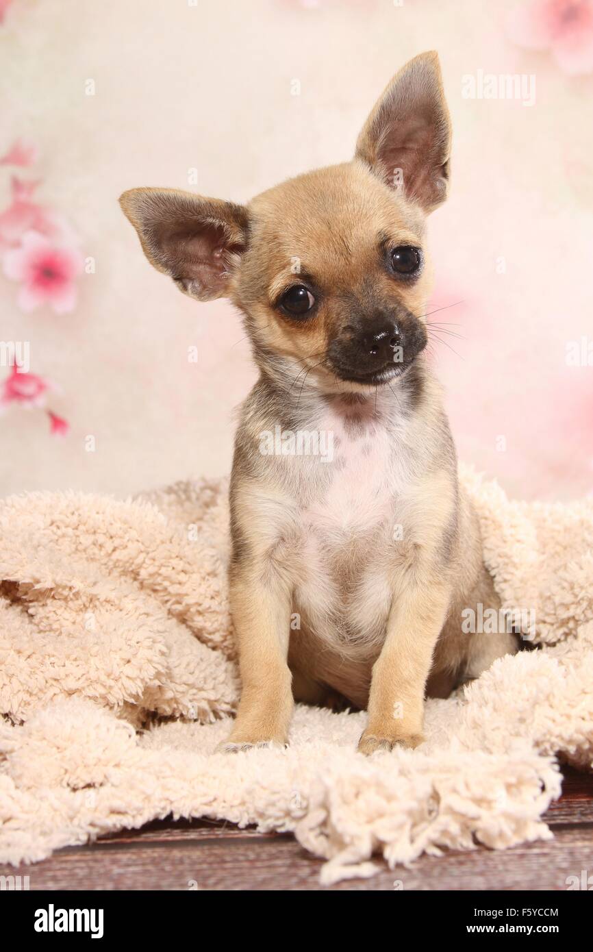Beige chihuahua hi-res stock photography and images - Alamy