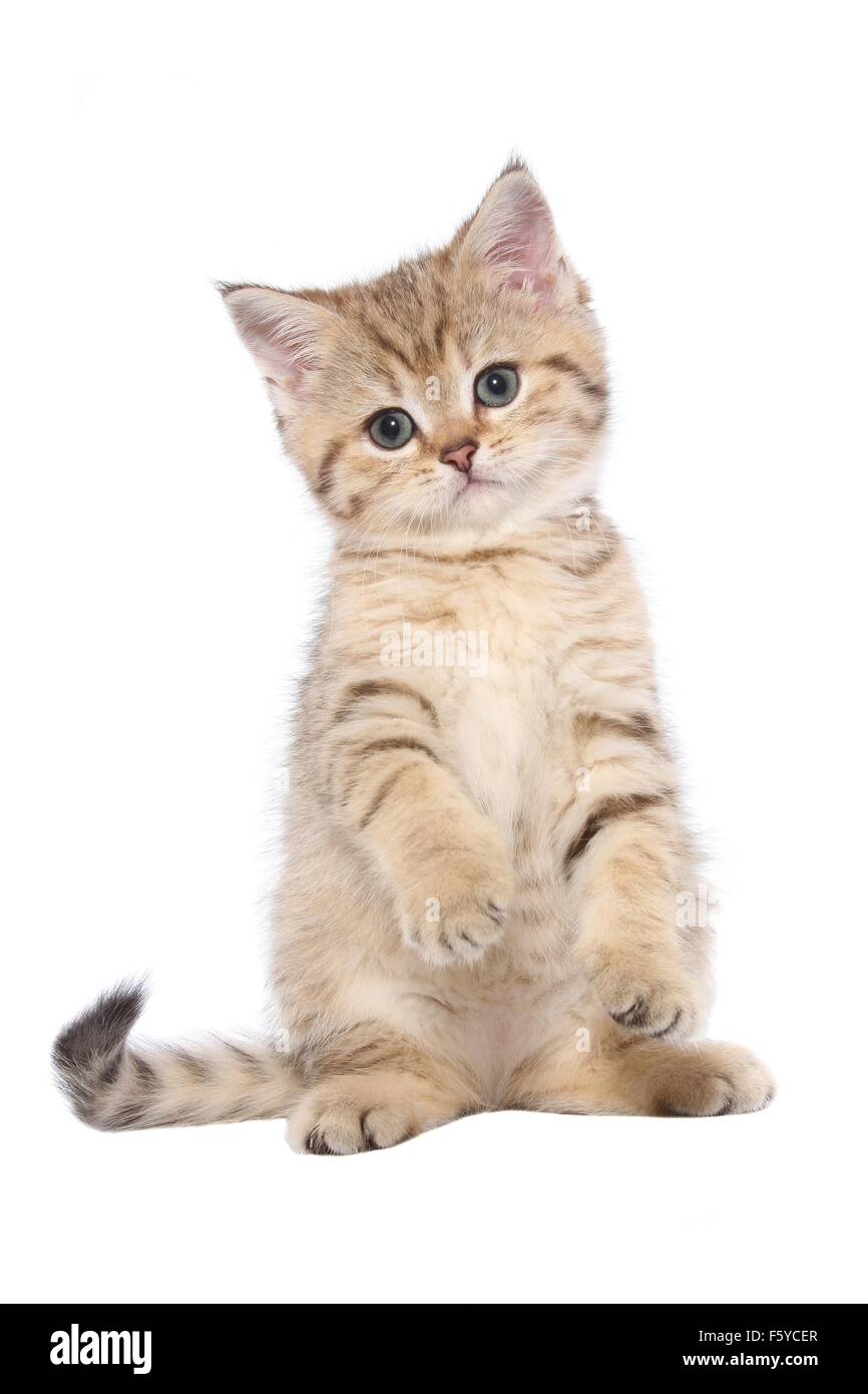 begging British Shorthair Kitten Stock Photo