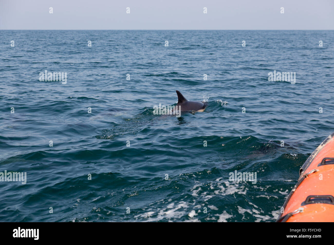 Dolphin Watching Off Cornwall; UK Stock Photo