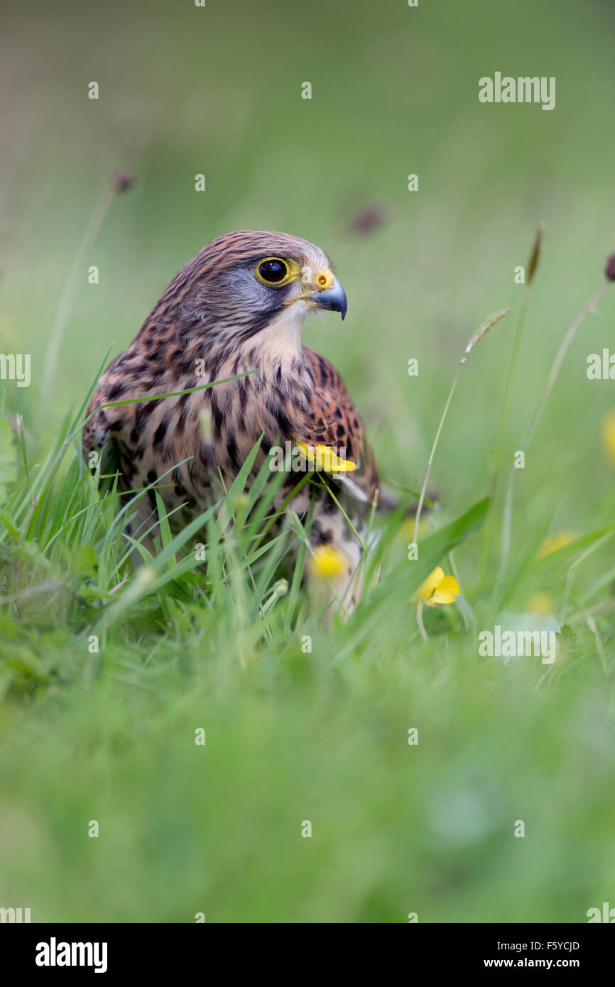 Kestrel; Falco tinnunculus Single Female; Cornwall; UK Stock Photo