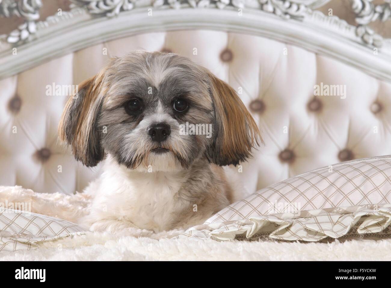 Shih Tzu in bed Stock Photo Alamy