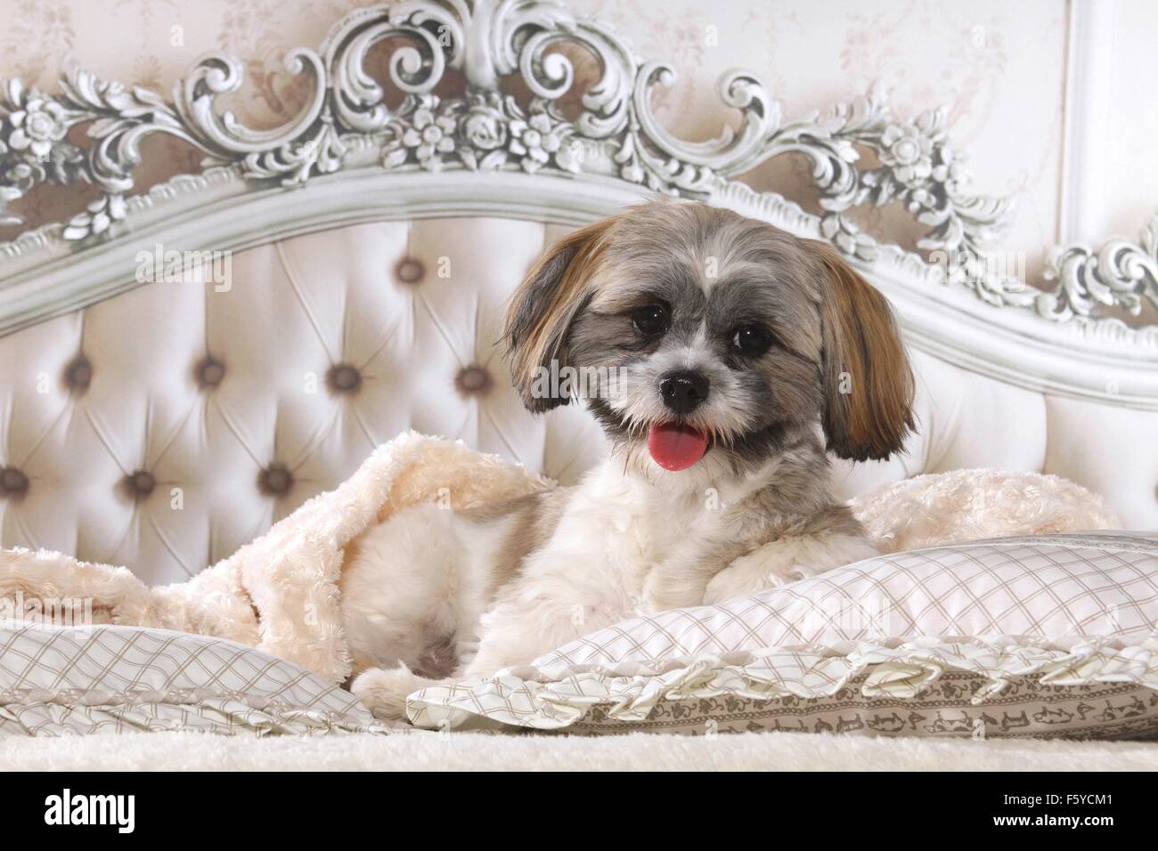 Shih Tzu in bed Stock Photo - Alamy