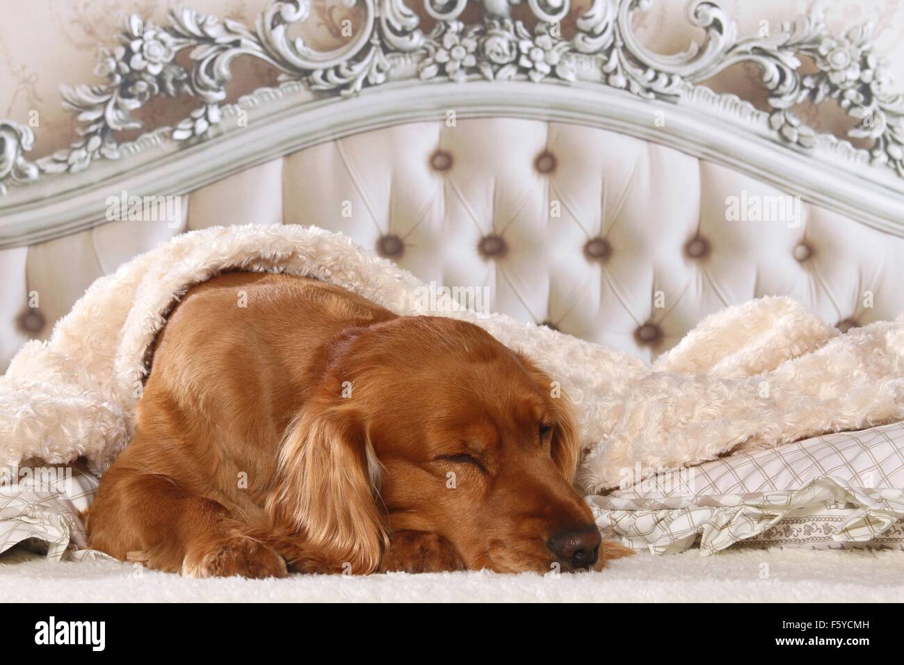 cocker spaniel bed size