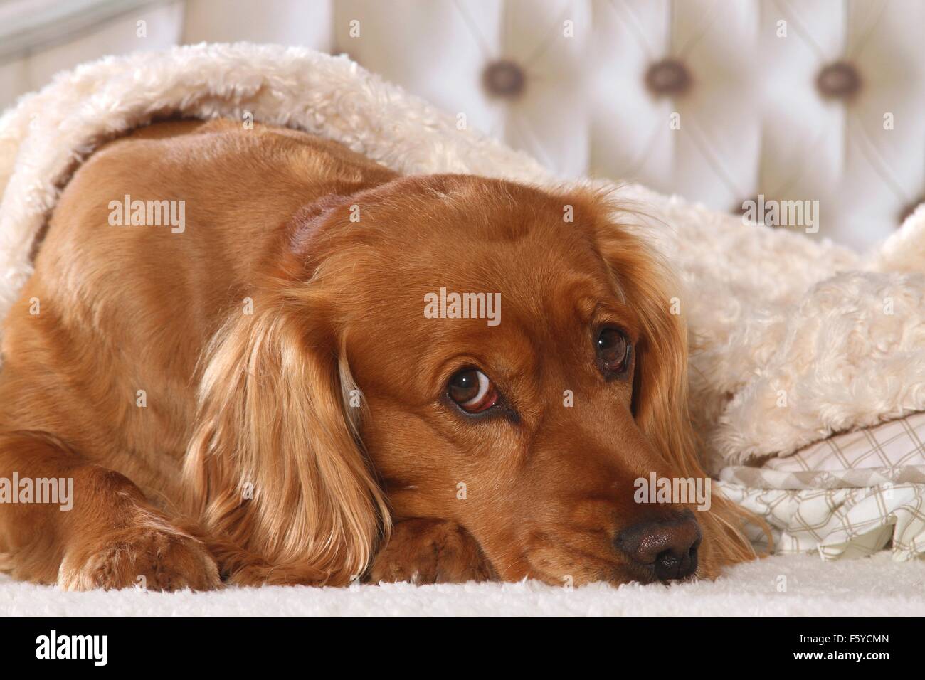 English Cocker Spaniel in bed Stock Photo Alamy
