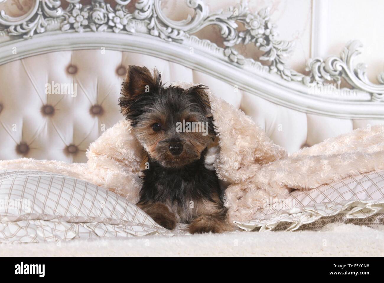 Yorkshire Terrier in bed Stock Photo Alamy