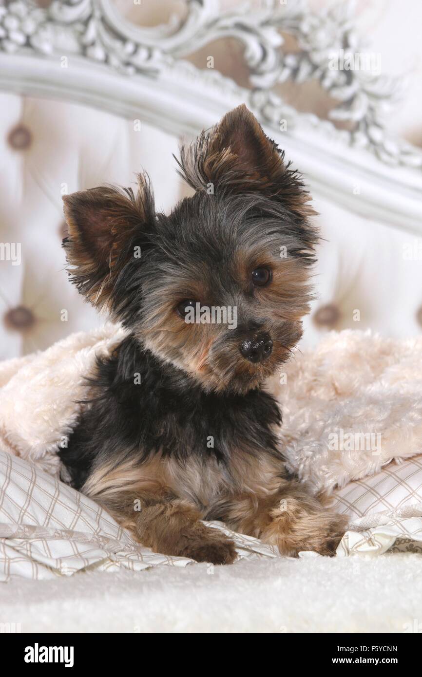 Yorkshire Terrier in bed Stock Photo Alamy