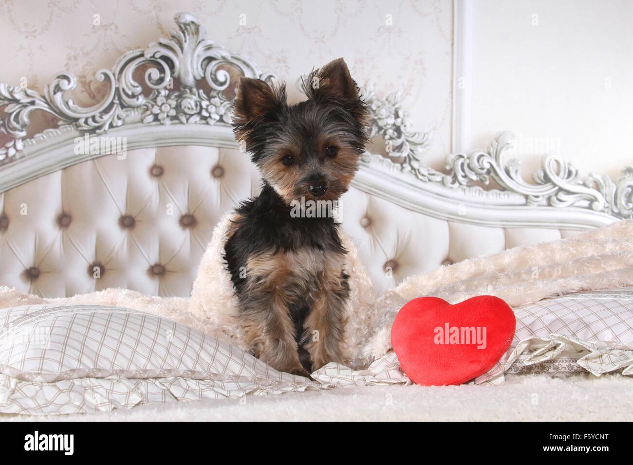 Yorkshire Terrier in bed Stock Photo Alamy