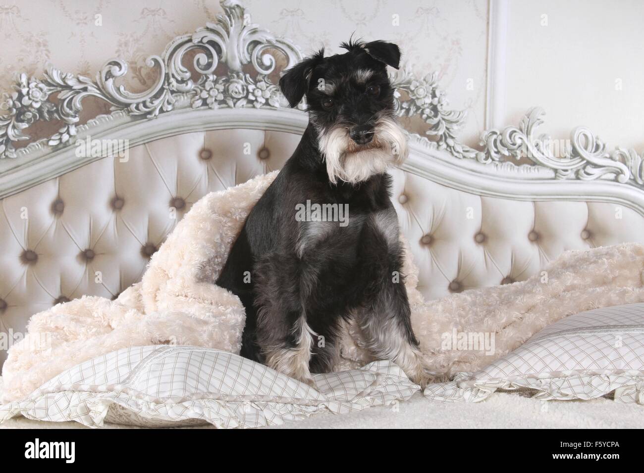 Miniature Schnauzer in bed Stock Photo Alamy