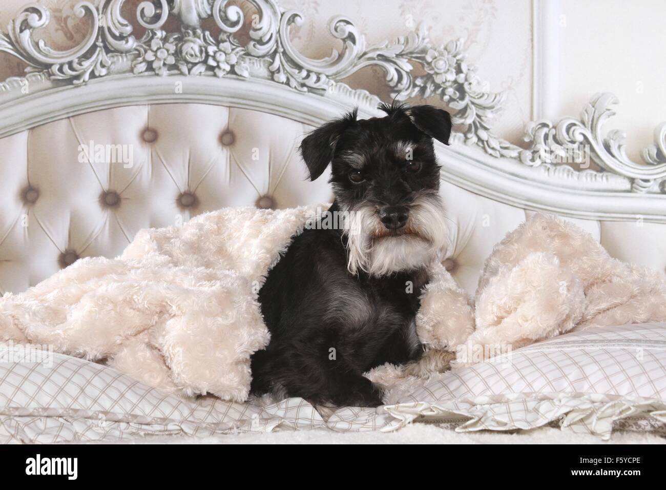Miniature Schnauzer in bed Stock Photo Alamy