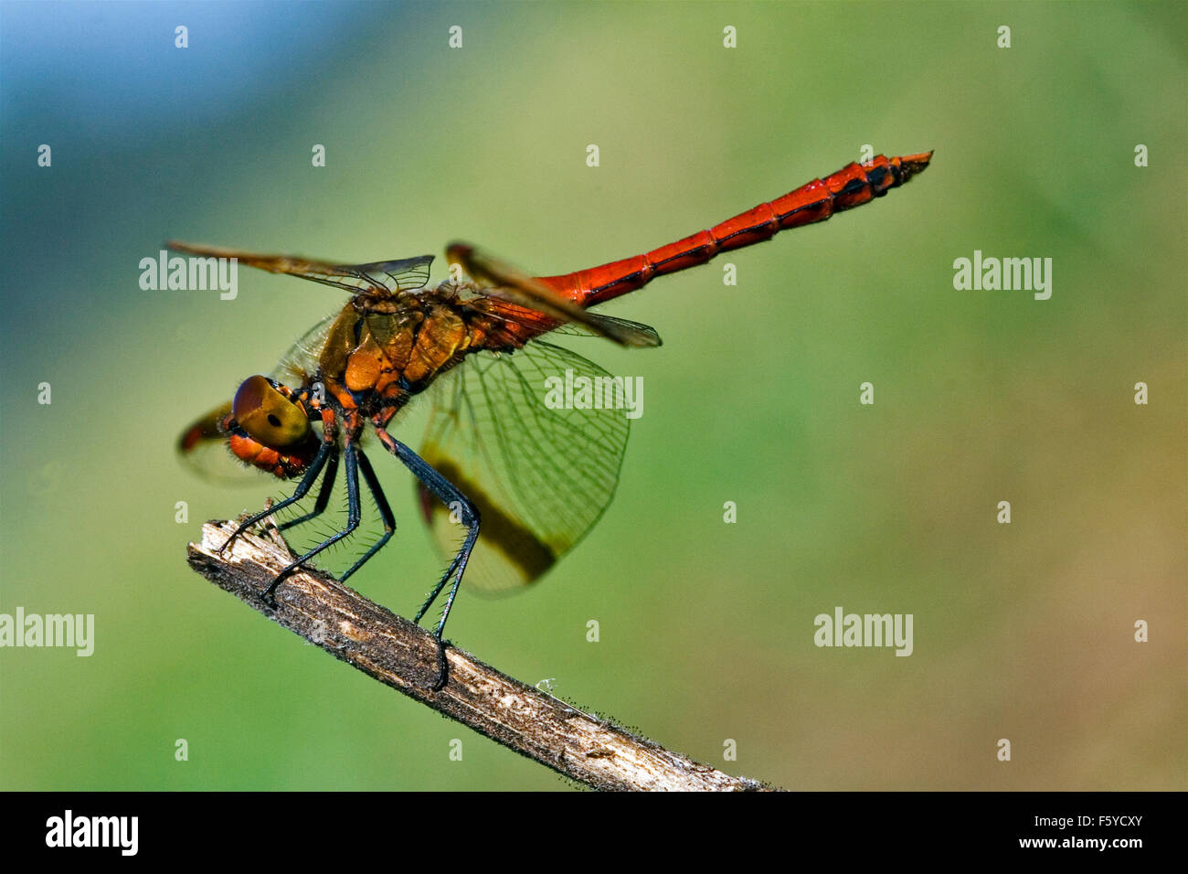wild red dragonfly on a wood branch in the bush and sky Stock Photo - Alamy