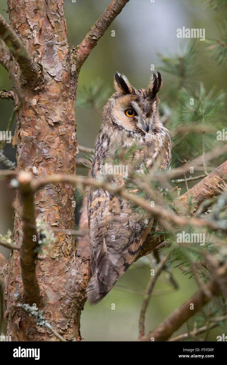 Long Eared Owl; Asio otus Cornwall; UK Stock Photo