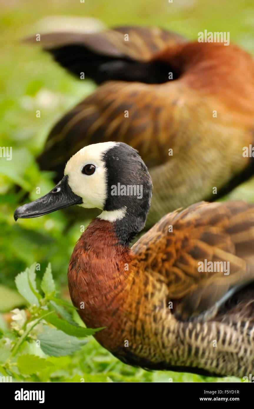 White-faced Whistling Ducks (Dendrocygna viduata) Stock Photo