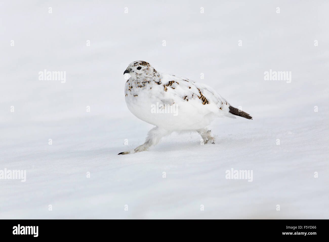 Ptarmigan; Lagopus mutus Single in winter Plumage Walking in snow Scotland; UK Stock Photo