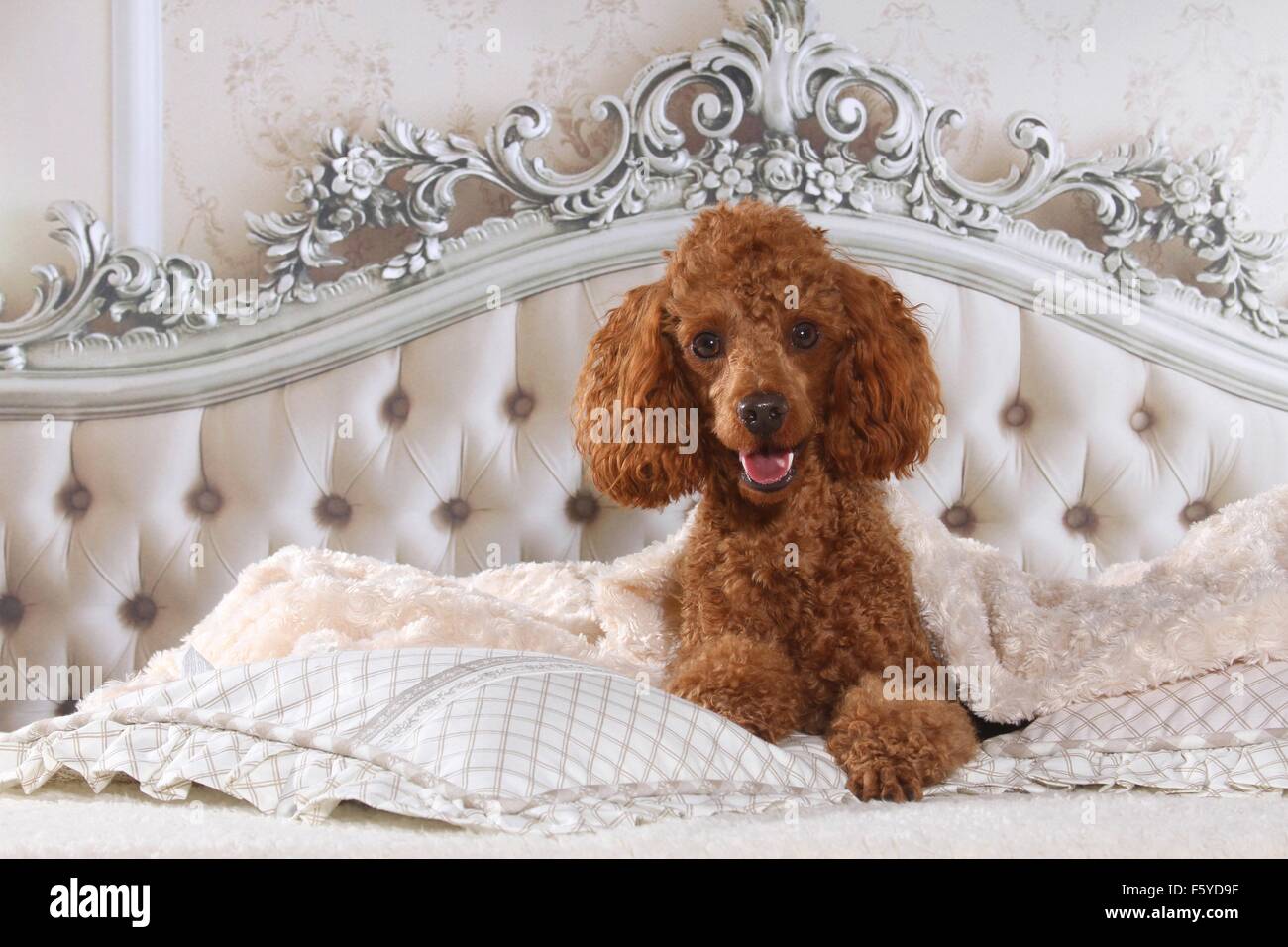 Apricot miniature poodle hires stock photography and images Alamy