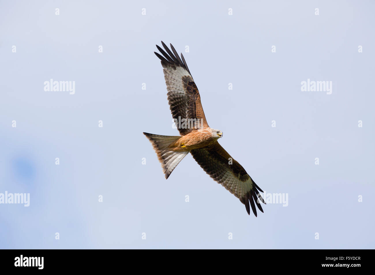 Red Kite; Milvus milvus Single in Flight; Wales; UK Stock Photo