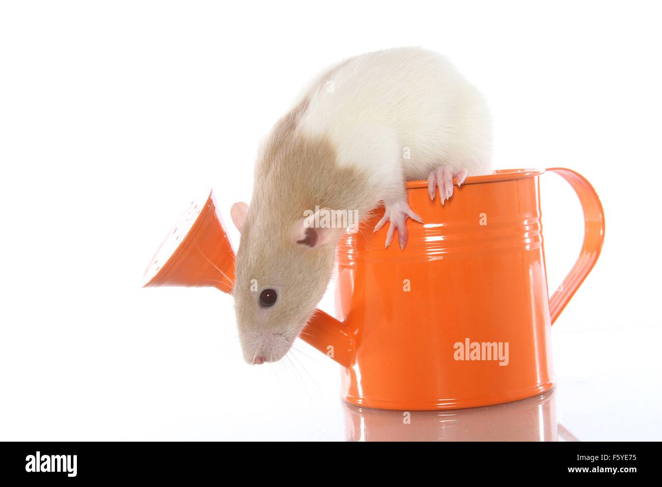 fancy rat in watering can Stock Photo 89729001 Alamy