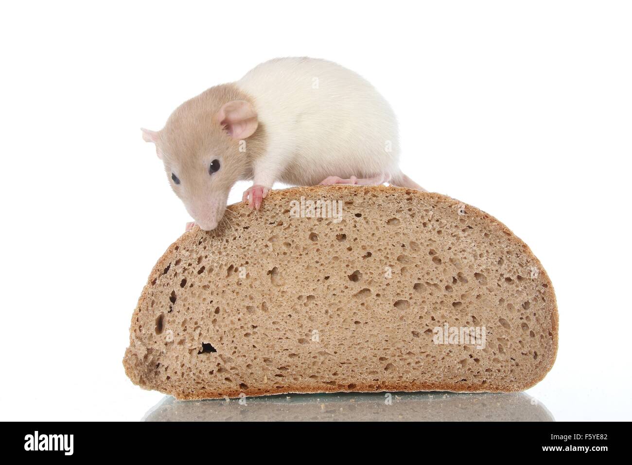 fancy rat sits on bread Stock Photo Alamy