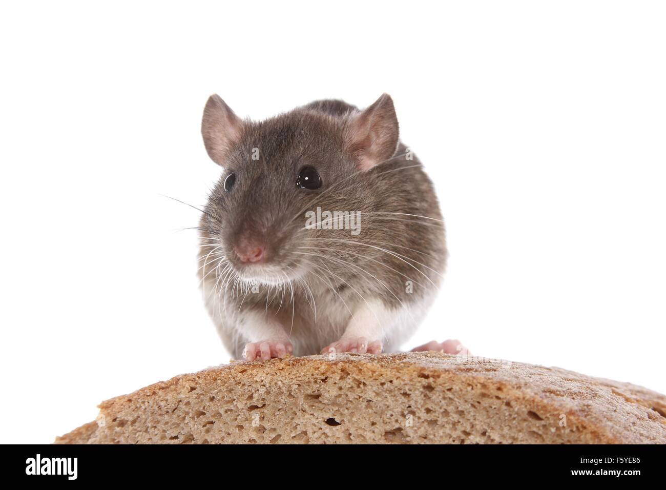 fancy rat sits on bread Stock Photo