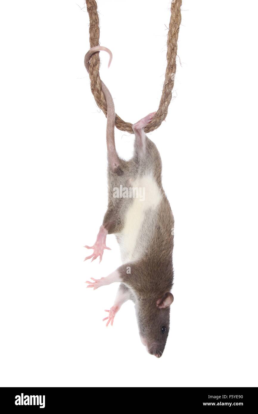 climbing fancy rat Stock Photo