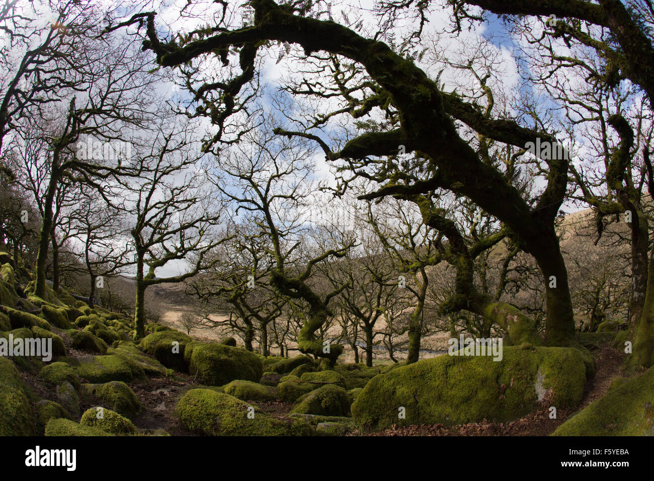 Wistman's Wood; Dartmoor; Devon; UK Stock Photo