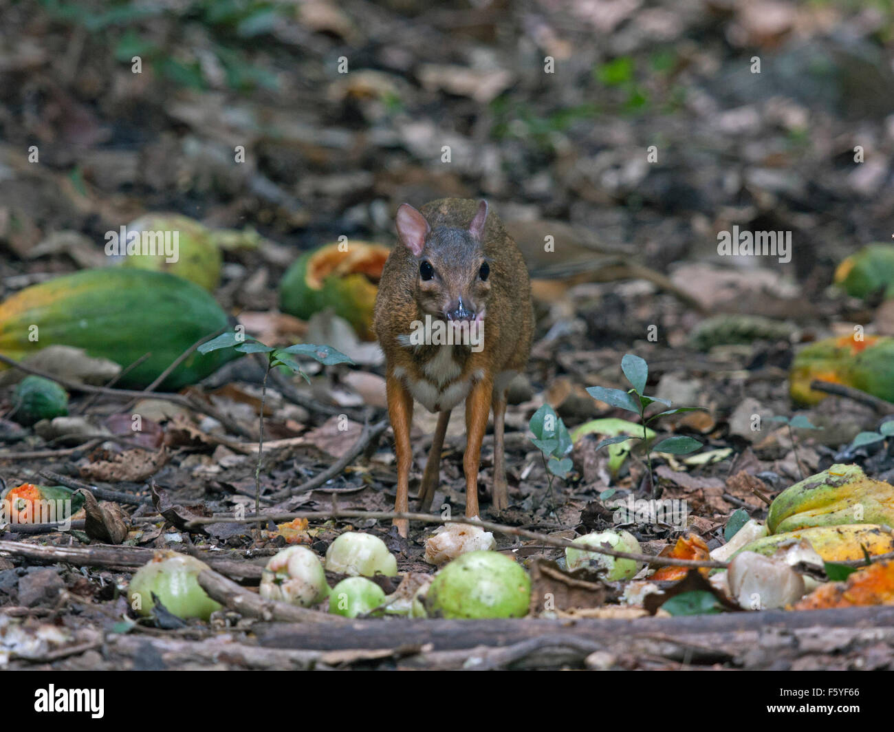 Deer mouse eating hires stock photography and images Alamy