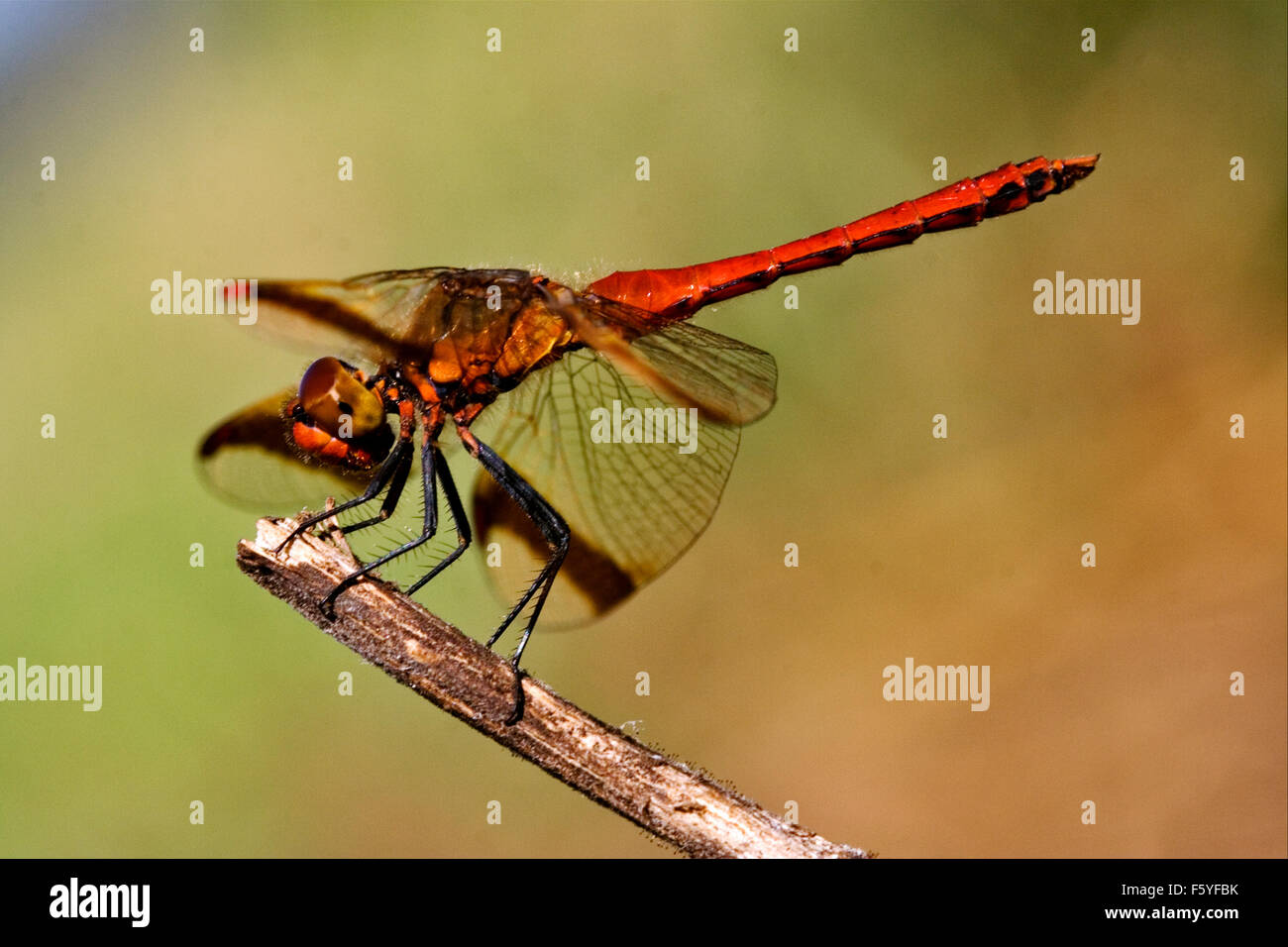 wild red dragonfly on a wood branch in the bush and sky Stock Photo - Alamy