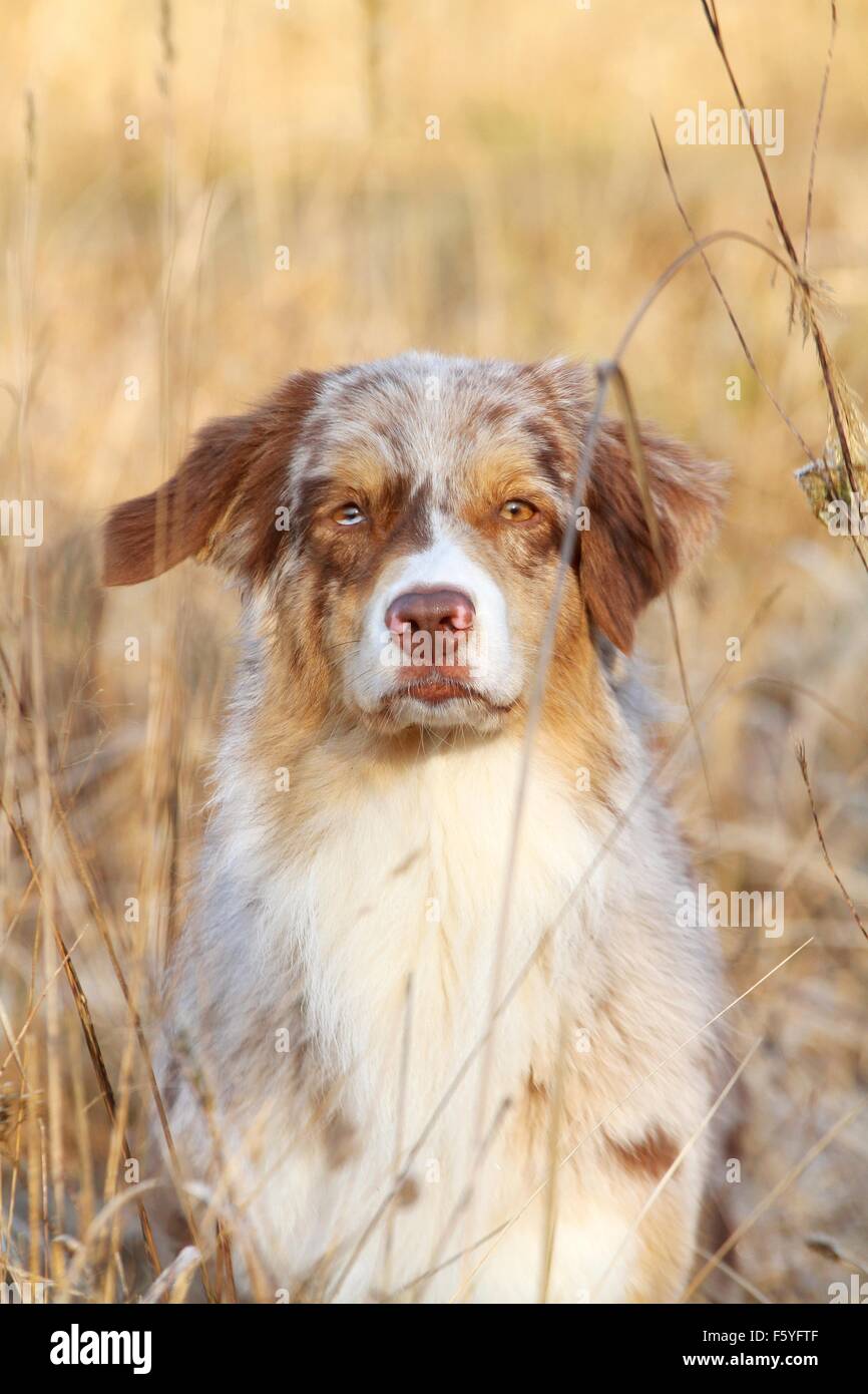Australian Shepherd Portrait Stock Photo - Alamy